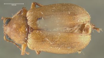Media type: image;   Entomology 5062 Aspect: habitus dorsal view